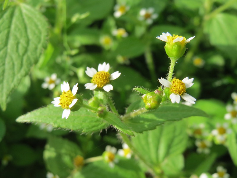 5 Plantes Sauvages Comestibles Du Potager PotagerDurable