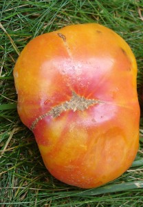 Photo d'une tomate Ananas