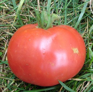 Photo d'une Tomate Rose de Berne