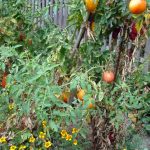 Les tomates sont protégées des ravageurs grâce aux oeillets d'inde