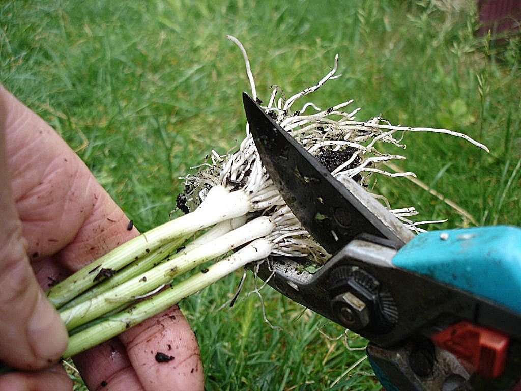 Cela s'appelle "habiller" les plants