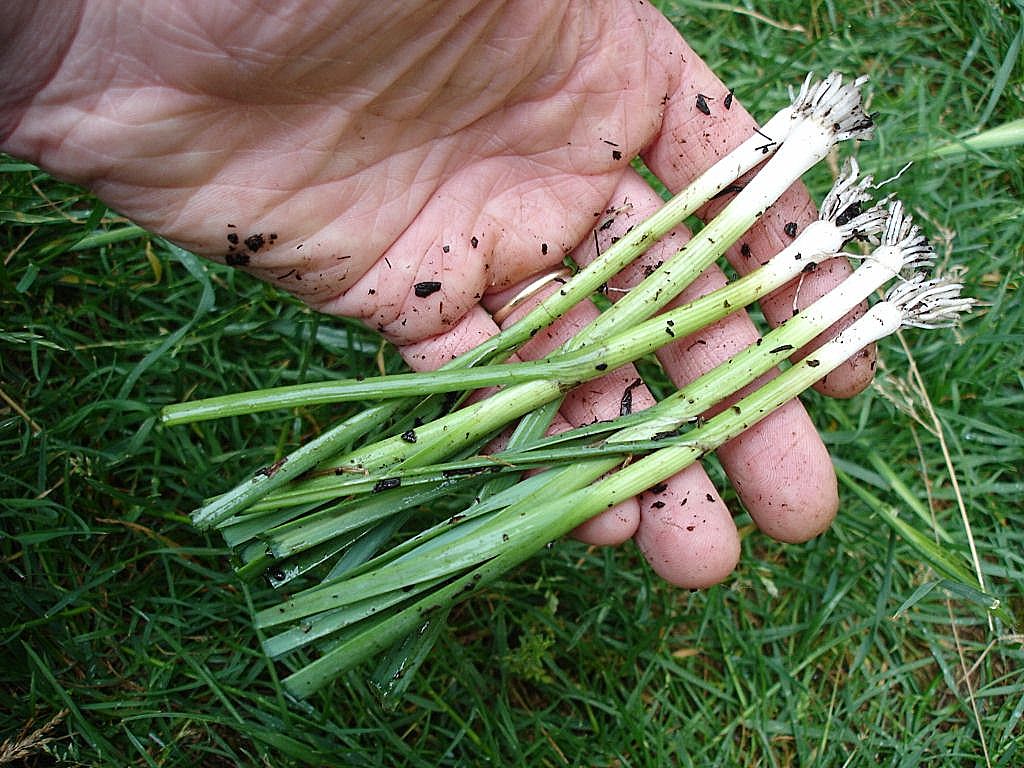 Maintenant, ils seront beaucoup plus faciles à planter !