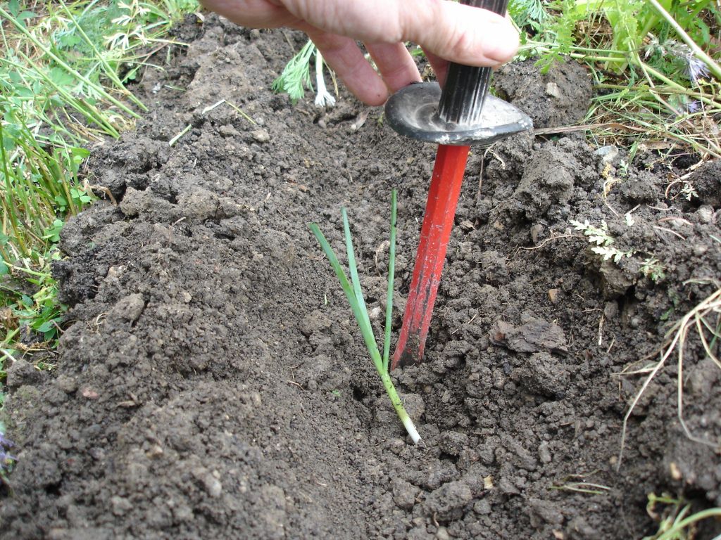 Plantez profond !