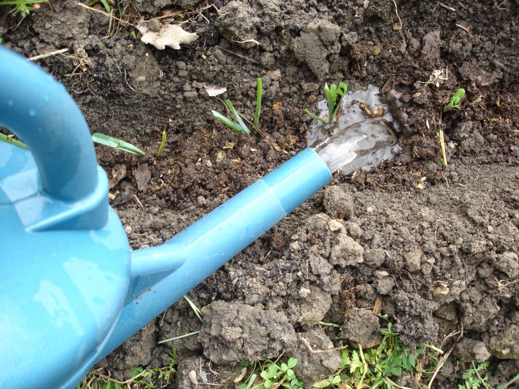 Comme toujours, de l'eau après la plantation