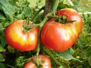 Des tomates sans maladies