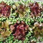 Salades et radis en association contre les altises