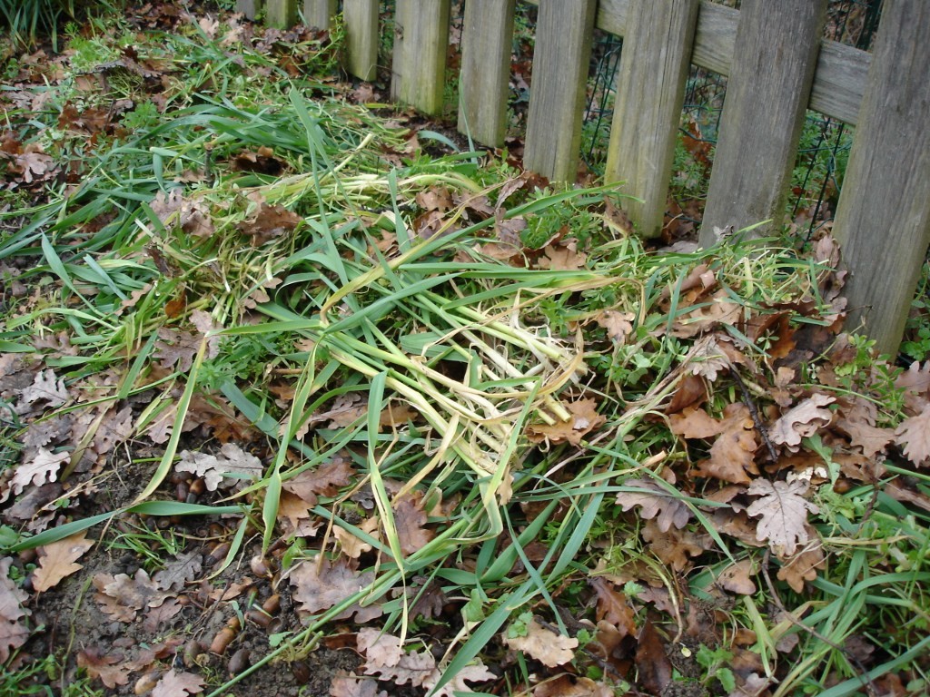 Parcelle de seigle fauchée
