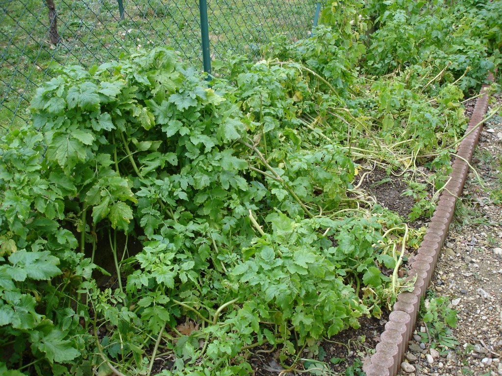 Parcelle de moutarde