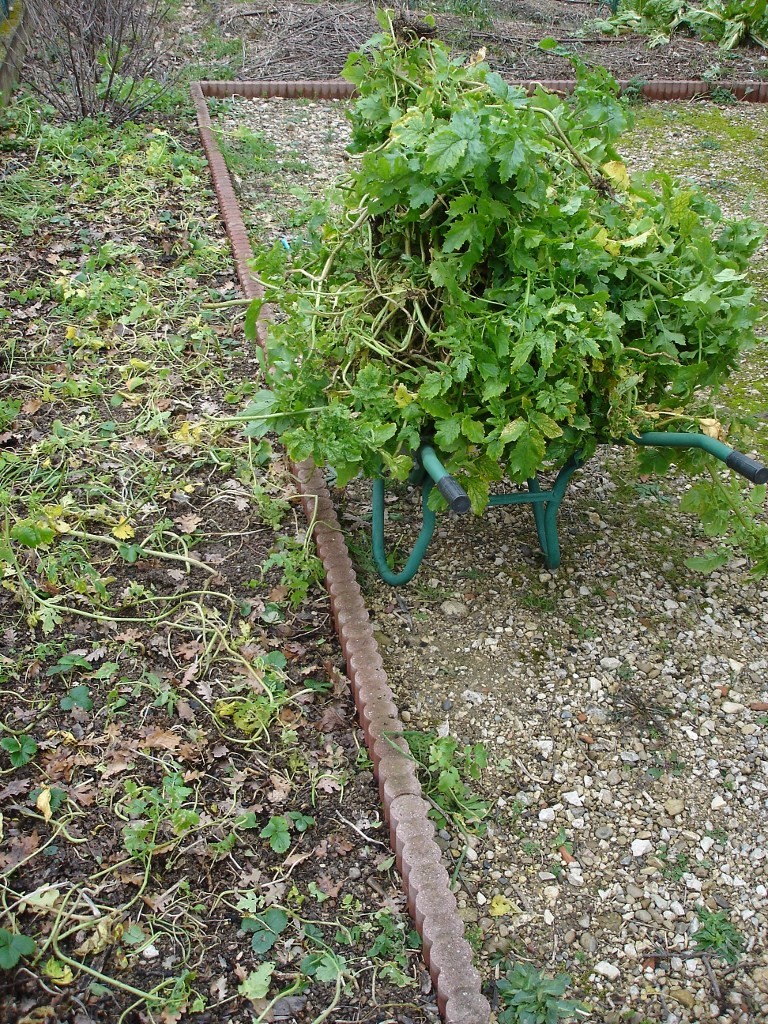 Moutarde coupée