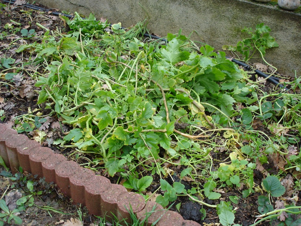Un paillis de moutarde coupée