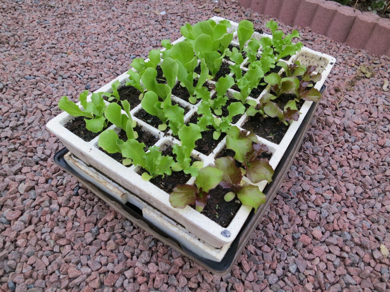 comment planter graine de salade
