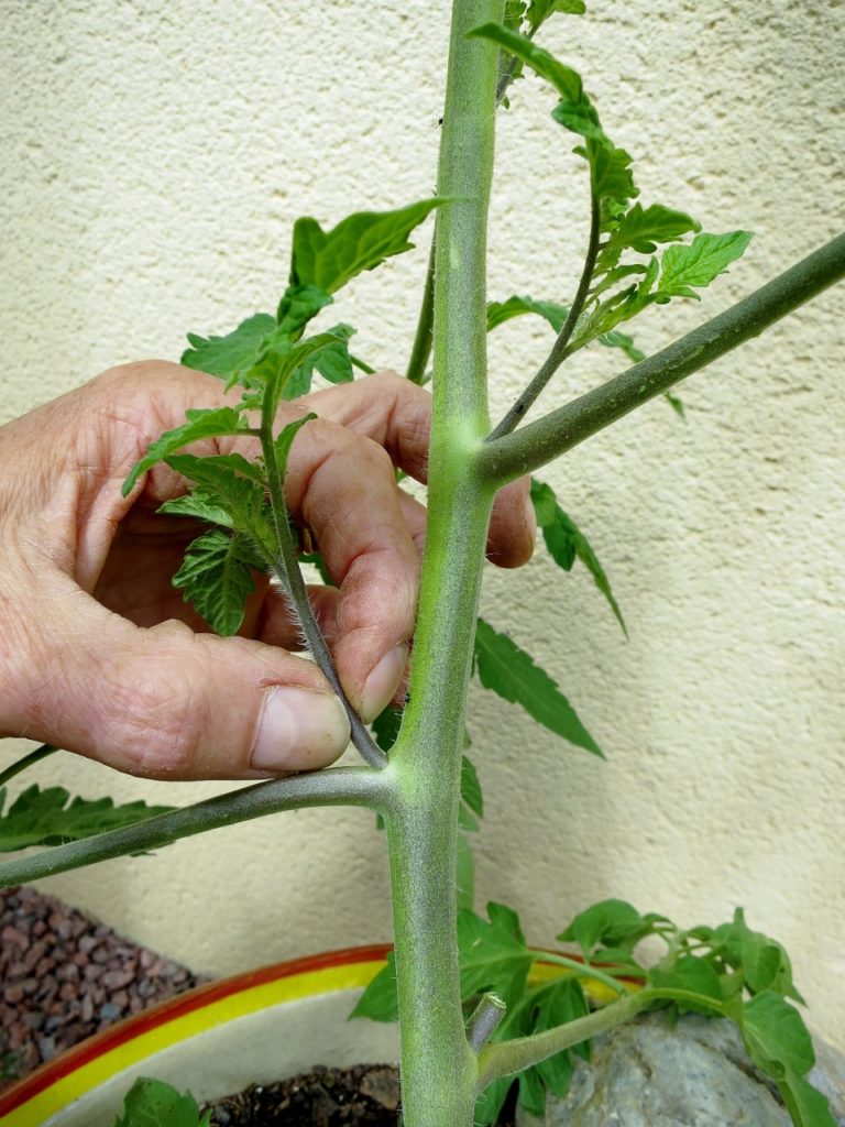 Cette opération s'appelle "pincer les gourmands"