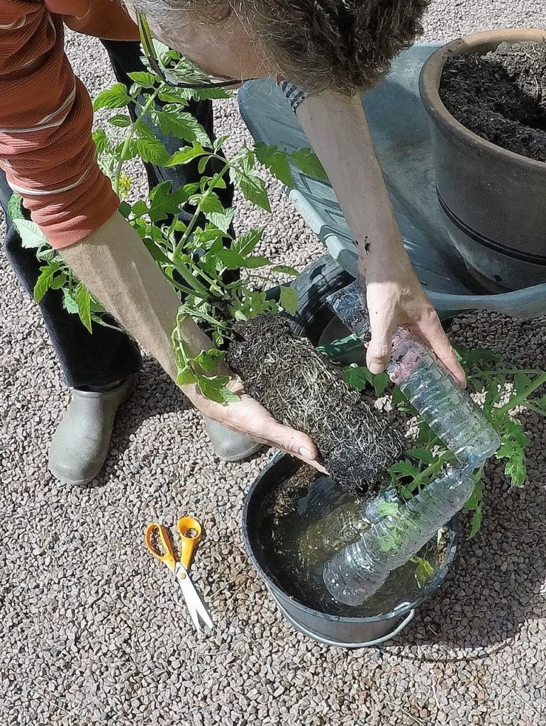 Bien soutenir la motte avec le plat de la main