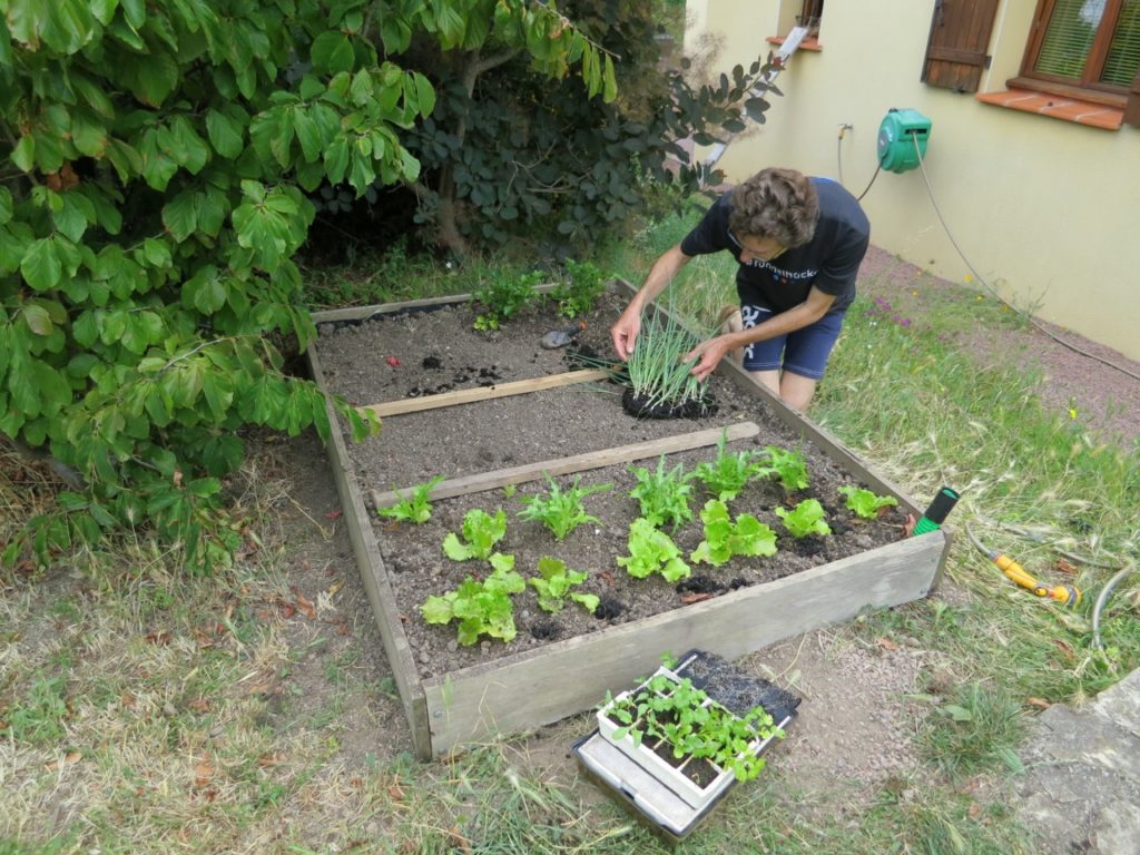 Le lendemain, les 3 cm d'eau sont montés par capillarité et la terre était devenue légèrement humide, juste ce qu'il faut pour les légumes.