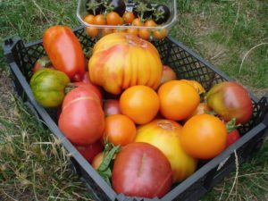 Des tomates de toutes les formes et de toutes les couleurs