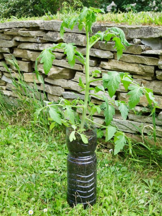 Un plant de tomates bien vigoureux. Les racines très nombreuses occupent tout le volume de la bouteille