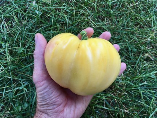 Variété 'Cœur de bœuf Blanche'