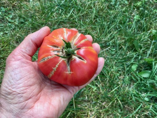 Variété 'Potager du Sud-Ouest'