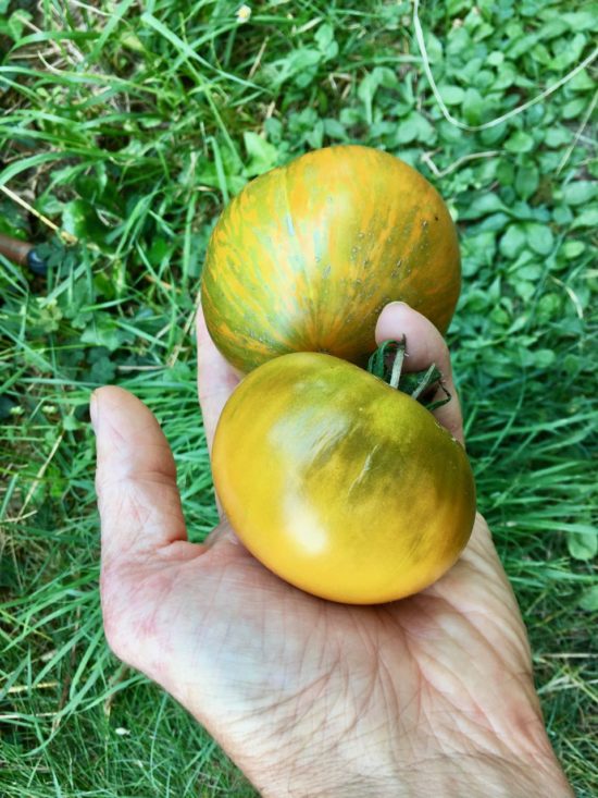 Tomate variété 'Kozula'