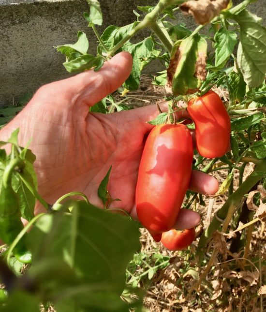 Tomate variété 'Piment Champ Martin'