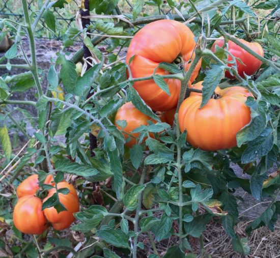 Tomate variété Tricolor