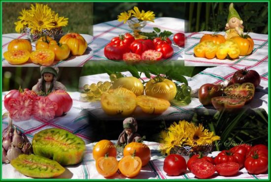 La passion des Tomates et des Brugmansias