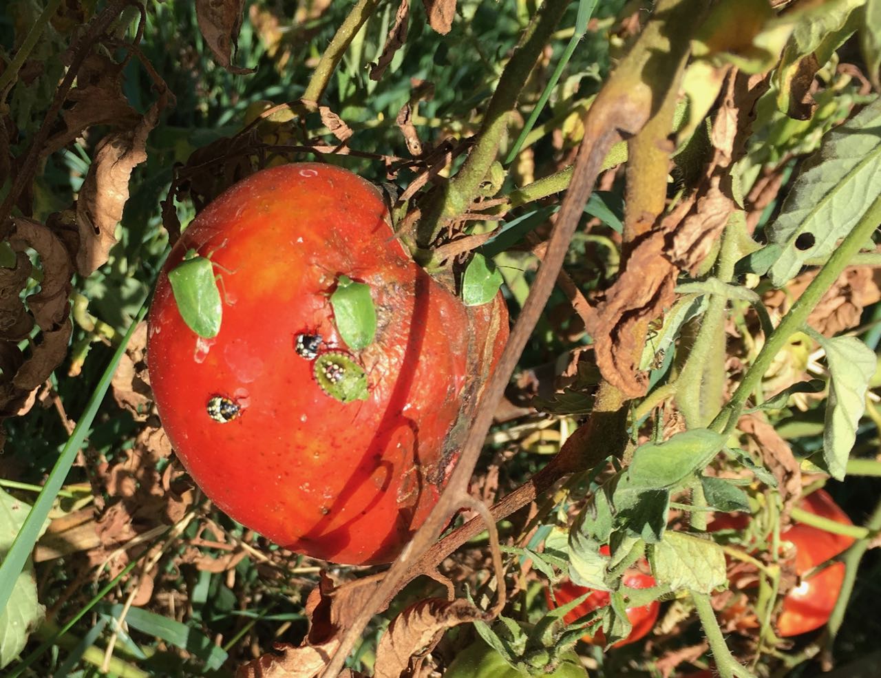 Tomates : des solutions contre les punaises et la canicule