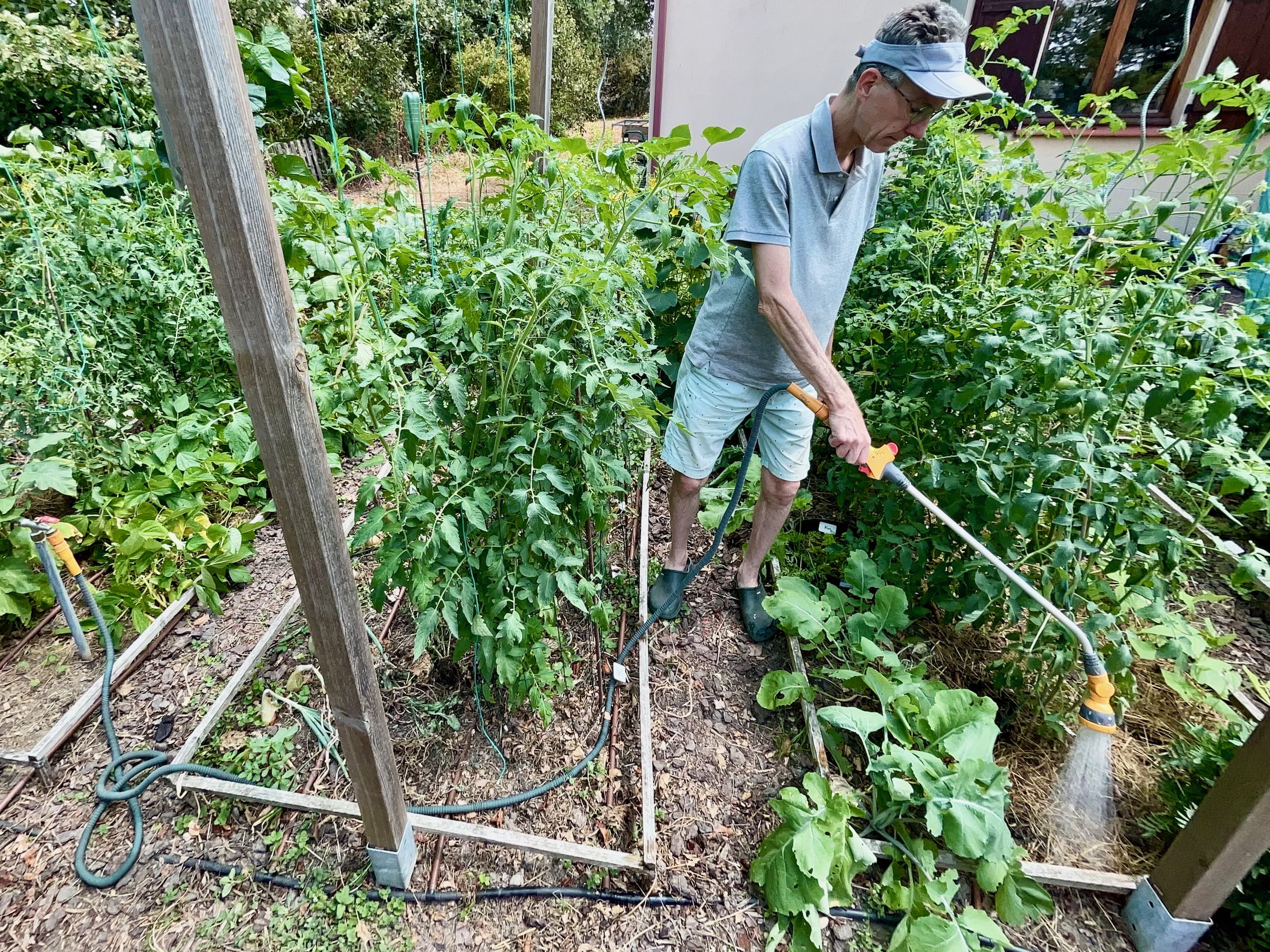 Quand les tomates restent vertes… et ce que cela nous apprend sur le potager