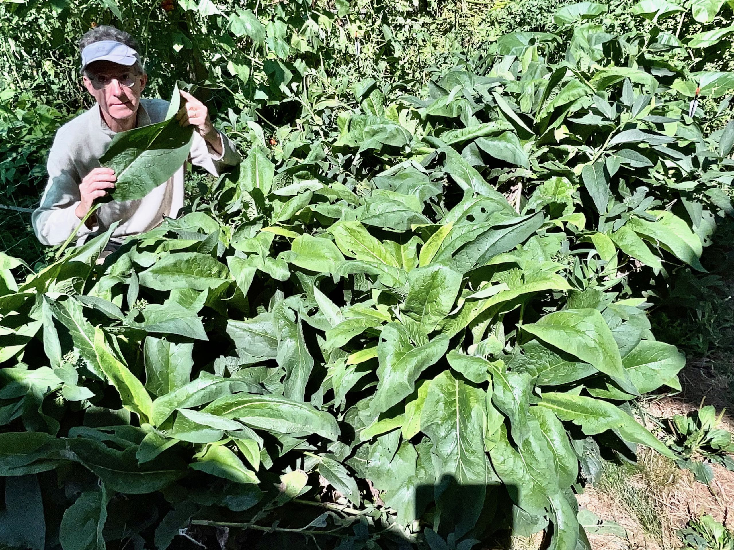 La consoude au potager : plante miracle ou simplement du feuillage pour faire du compost ?