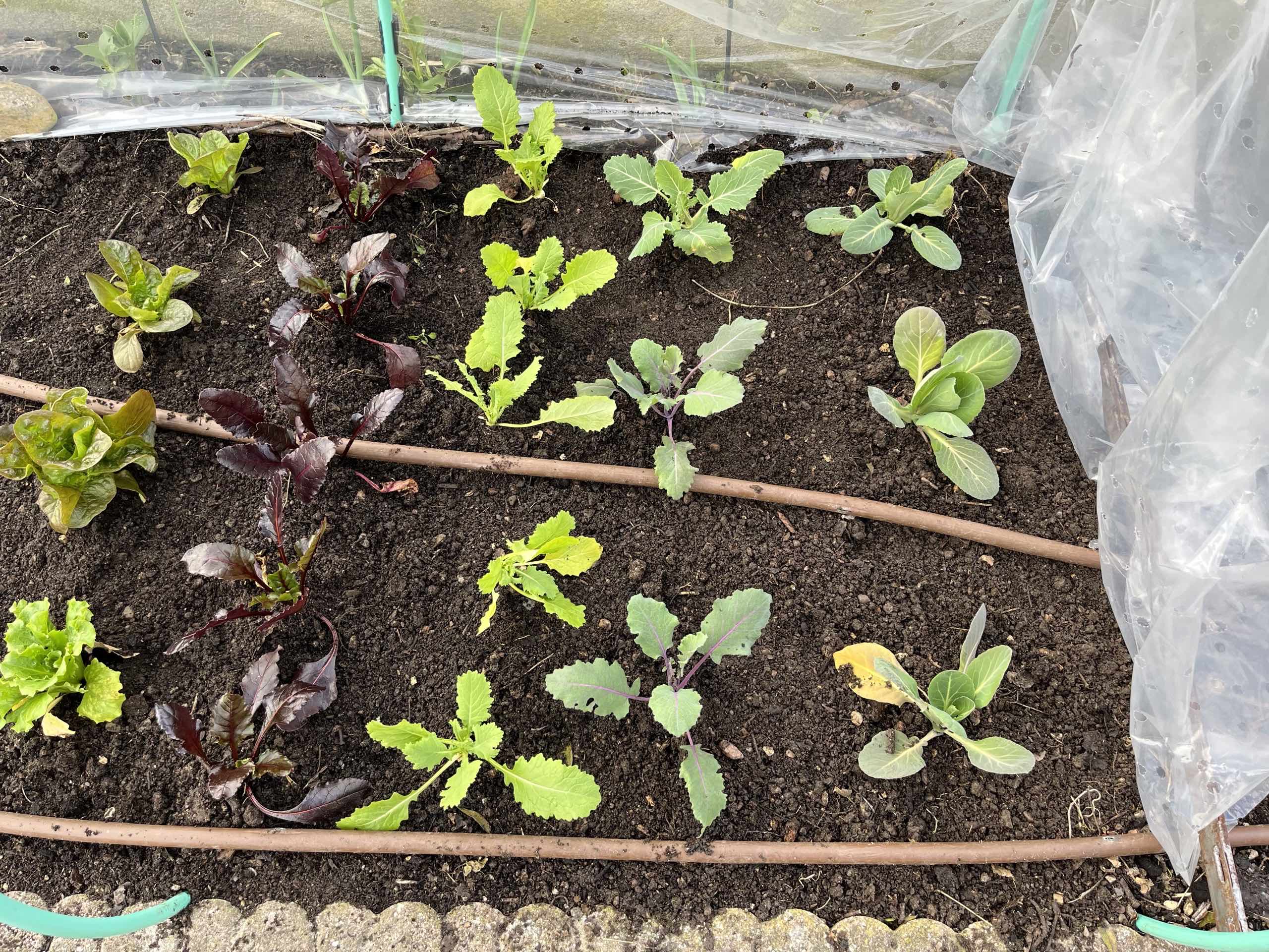 Mon dernier semis de l'année&nbsp;: des légumes qui vont passer l'hiver en godets